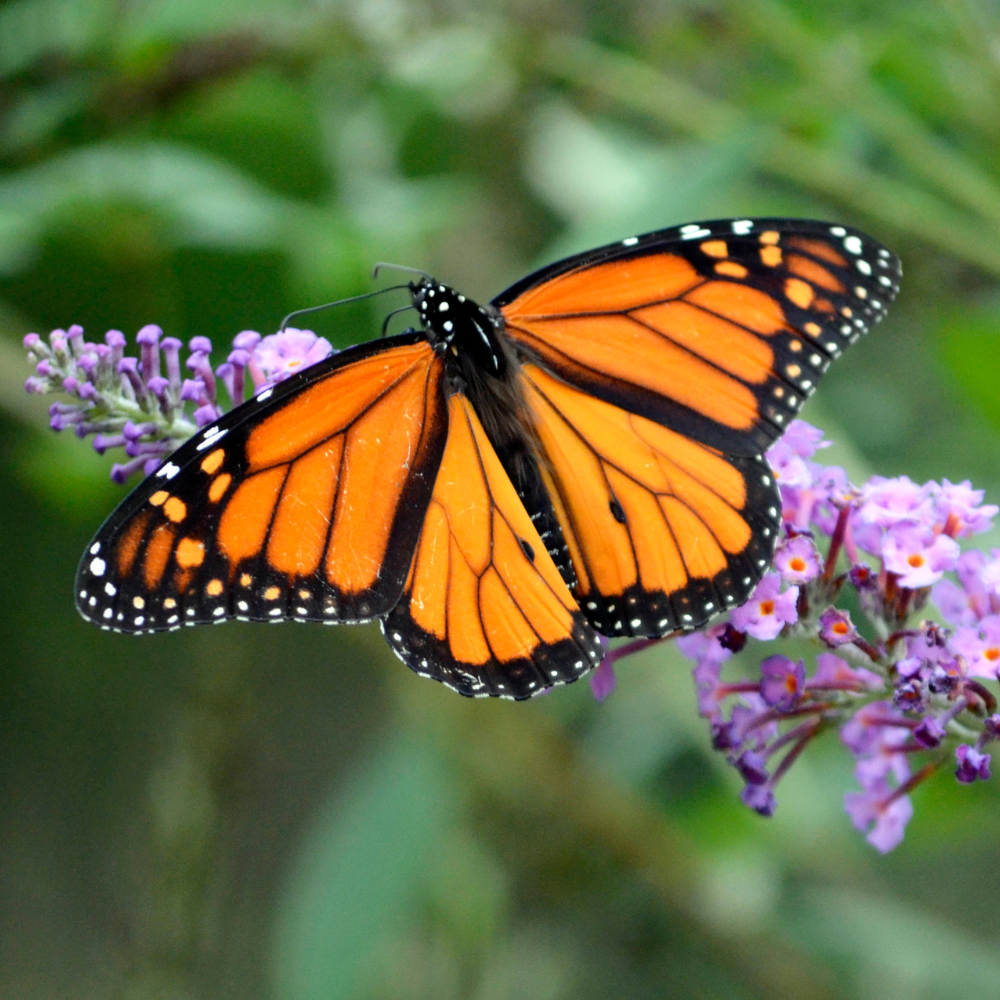 Butterfly Transformation