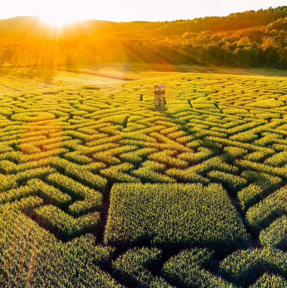 Navigating the Maze