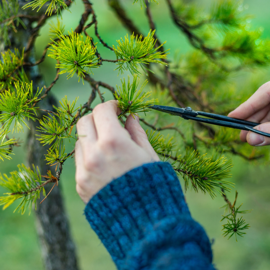 Prune for Peace