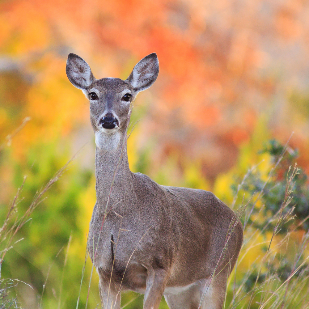 Whispers of the Deer