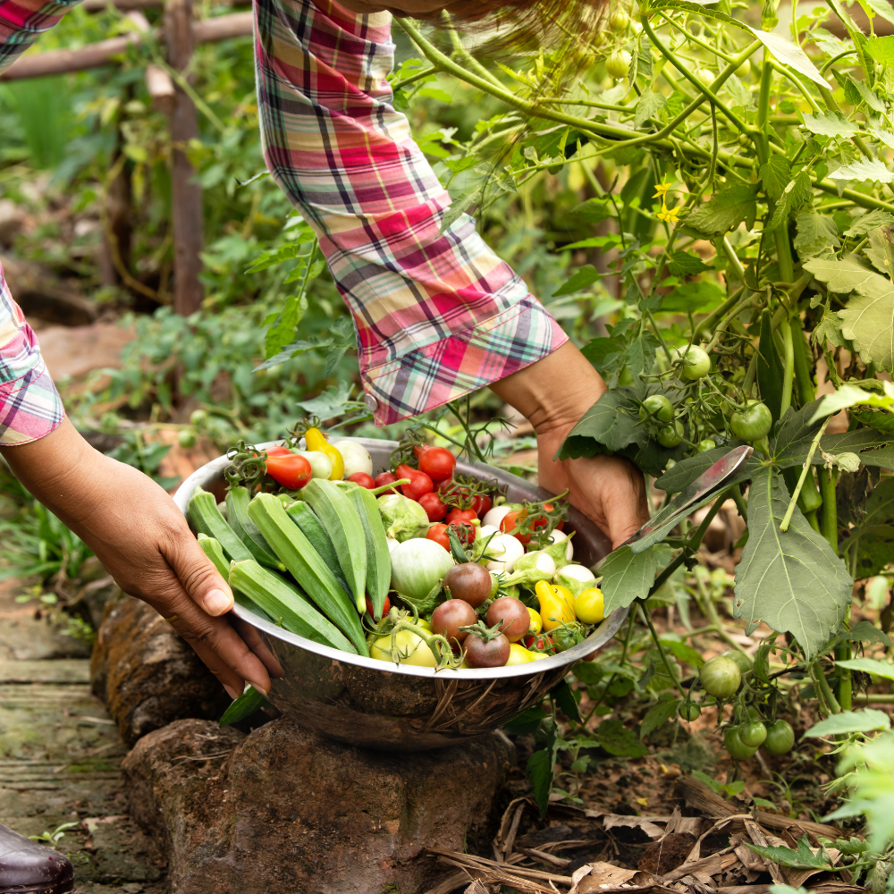 Your Energetic Harvest