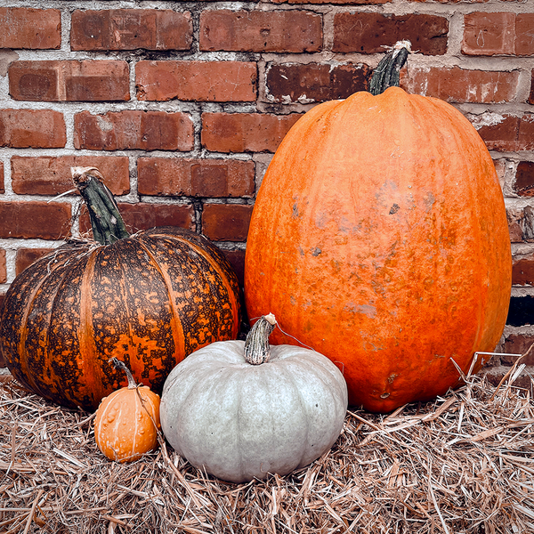 Choosing the Perfect Pumpkin