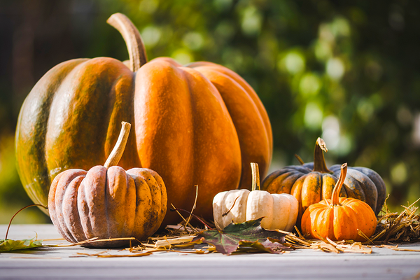 Choosing the Perfect Pumpkin